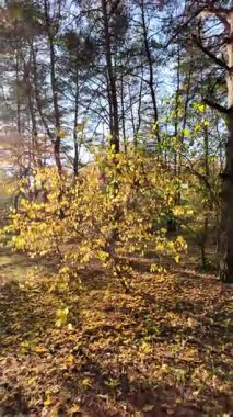 Orman ve güneşli, yüksek kaliteli sonbahar görüntüleri. Güneş ve sonbahar ağacı. 4K 60 fp. Renkli sonbahar yaprakları. Sonbahar ormanında sarı yaprakları olan güzel huş ağacı..