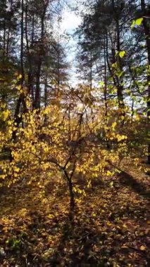 Orman ve güneşli, yüksek kaliteli sonbahar görüntüleri. Güneş ve sonbahar ağacı. 4K 60 fp. Renkli sonbahar yaprakları. Sonbahar ormanında sarı yaprakları olan güzel huş ağacı..