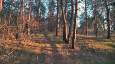 Altın ağaçlarla dolu çok güzel bir sonbahar manzarası.