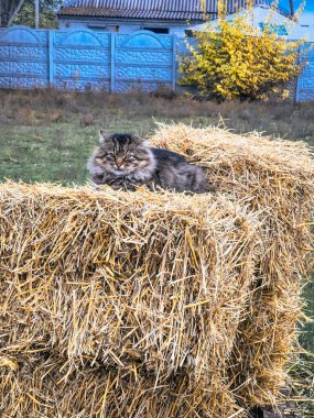 Kırsal bir sonbahar ortamında samanlıkta dinlenen tüylü tekir kedi. Sıcak kedi, karamsar gökyüzü ve çıplak ağaçlarla çelişiyor. Sıcaklık ve mevsimsel sükuneti çağrıştırıyor..