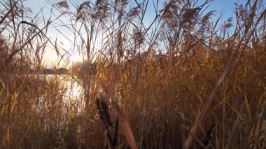 Tall dry reeds on the shore. The reeds sway in the wind. 4K 60fps video in a cinematic style. A man walks through the reeds.