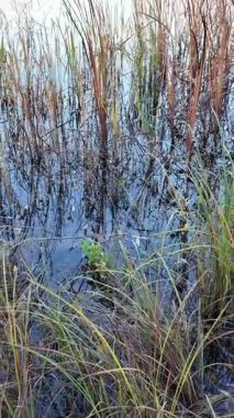 Tall dry reeds on the shore. The reeds sway in the wind. 4K 60fps video in a cinematic style. A man walks through the reeds.