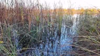 Tall dry reeds on the shore. The reeds sway in the wind. 4K 60fps video in a cinematic style. A man walks through the reeds.