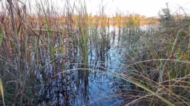 Tall dry reeds on the shore. The reeds sway in the wind. 4K 60fps video in a cinematic style. A man walks through the reeds.