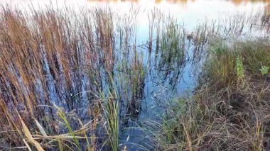 Tall dry reeds on the shore. The reeds sway in the wind. 4K 60fps video in a cinematic style. A man walks through the reeds.