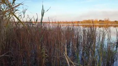 Tall dry reeds on the shore. The reeds sway in the wind. 4K 60fps video in a cinematic style. A man walks through the reeds.