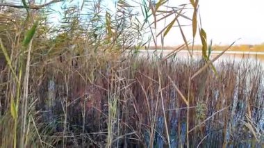 Tall dry reeds on the shore. The reeds sway in the wind. 4K 60fps video in a cinematic style. A man walks through the reeds.