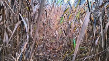 Tall dry reeds on the shore. The reeds sway in the wind. 4K 60fps video in a cinematic style. A man walks through the reeds.