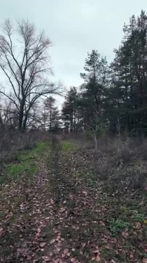 A walk in the forest, first-person perspective. 4K 60fps video in a cinematic style. Vibrant colors on a cloudy day. Overcast landscape with forest. Forest paths. Tall trees. Sky before rain.