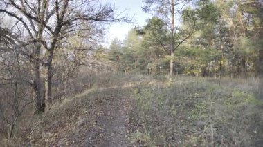 Forest landscape in 4K HLG format. HDR video in the forest. Forest walk. Hiking in nature. First-person video.