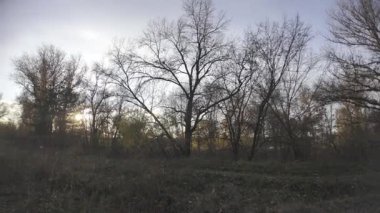 Forest landscape in 4K HLG format. HDR video in the forest. Forest walk. Hiking in nature. First-person video.