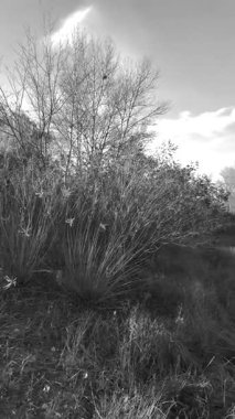 Beautiful autumn landscape with a lake and blue water. Retro-style landscape. Black and white landscape. Unusual colors. Sunset on the lake. 4K 60fps.