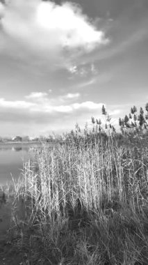 Beautiful autumn landscape with a lake and blue water. Retro-style landscape. Black and white landscape. Unusual colors. Sunset on the lake. 4K 60fps.
