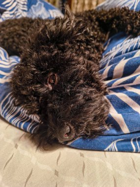 Siyah kıvırcık saçlı bir köpeğin, rahat, mavi yapraklı bir battaniyeyle şablonlu bir yatakta huzur içinde uyuduğu yakın plan. Yumuşak ışıklandırma ve dokular sıcak ve sakin bir atmosfer yaratır..