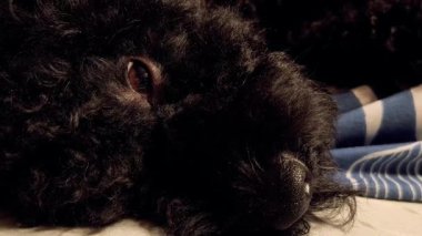 Siyah kıvırcık saçlı bir köpeğin, rahat, mavi yapraklı bir battaniyeyle şablonlu bir yatakta huzur içinde uyuduğu yakın plan. Yumuşak ışıklandırma ve dokular sıcak ve sakin bir atmosfer yaratır..