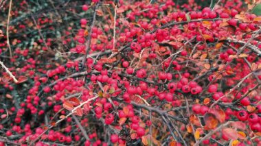 Renkli bir sonbahar dalında kırmızı meyveler kırmızı, turuncu ve yeşil renkli karışık yapraklar. Doğa ve bahçe temaları için mükemmel bir mevsimlik doku..