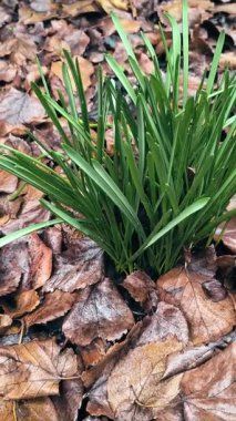 Bahçedeki kurumuş yaprakların arasından filizlenen taze yeşil bitki. Yenilenmenin sembolü, yaşamın ve çürümenin karşıtlığı, yumuşak doğal ışık ve topraksı dokularla.