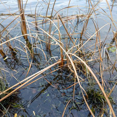 Kuru sazlıklar ve yapraksız ağaçlarla çevrili, kışın sulak bir arazide kuyruk kuyrukları. Doğal dokuları ve sessiz tonlarıyla sakin bir mevsimlik sahne.