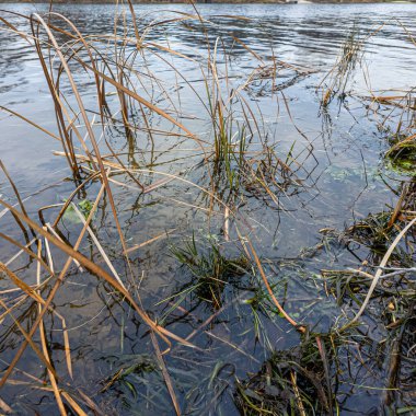Kuru sazlıklar ve yapraksız ağaçlarla çevrili, kışın sulak bir arazide kuyruk kuyrukları. Doğal dokuları ve sessiz tonlarıyla sakin bir mevsimlik sahne.
