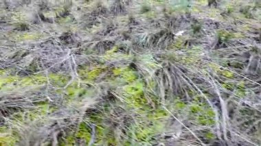 Kuru ot tomurcukları ve yeşil yosun doğal bir çayır zeminini kaplayarak mevsimsel kontrastları ve vahşi çayır ortamındaki zengin zemin dokularını gösterir. 4k 24 kare hareket bulanıklığı