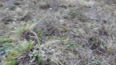 Kuru ot tomurcukları ve yeşil yosun doğal bir çayır zeminini kaplayarak mevsimsel kontrastları ve vahşi çayır ortamındaki zengin zemin dokularını gösterir. 4k 24 kare hareket bulanıklığı