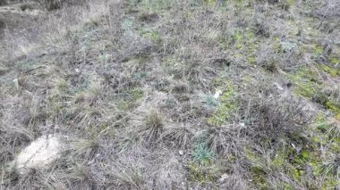 Kuru ot tomurcukları ve yeşil yosun doğal bir çayır zeminini kaplayarak mevsimsel kontrastları ve vahşi çayır ortamındaki zengin zemin dokularını gösterir. 4k 24 kare hareket bulanıklığı