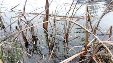 Kuru sazlıklar ve yapraksız ağaçlarla çevrili, kışın sulak bir arazide kuyruk kuyrukları. Doğal dokuları ve sessiz tonlarıyla sakin bir mevsimlik sahne.