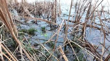 Kuru sazlıklar ve yapraksız ağaçlarla çevrili, kışın sulak bir arazide kuyruk kuyrukları. Doğal dokuları ve sessiz tonlarıyla sakin bir mevsimlik sahne.