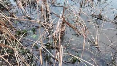 Kuru sazlıklar ve yapraksız ağaçlarla çevrili, kışın sulak bir arazide kuyruk kuyrukları. Doğal dokuları ve sessiz tonlarıyla sakin bir mevsimlik sahne.