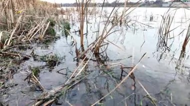 Kuru sazlıklar ve yapraksız ağaçlarla çevrili, kışın sulak bir arazide kuyruk kuyrukları. Doğal dokuları ve sessiz tonlarıyla sakin bir mevsimlik sahne.