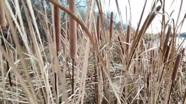 Kuru sazlıklar ve yapraksız ağaçlarla çevrili, kışın sulak bir arazide kuyruk kuyrukları. Doğal dokuları ve sessiz tonlarıyla sakin bir mevsimlik sahne.