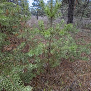 Genç çam ağaçları sık sık kuru ot ve iğnelerle çevrili bir ormanda yetişir. Kozalak rejenerasyonunu, zengin dokuları ve karışık yaş ormanlık yaşam alanını gösteren doğal bir sahne..