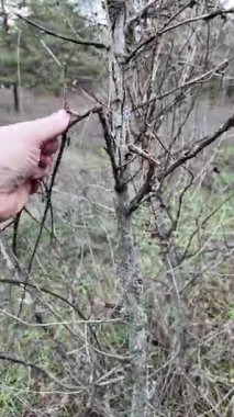Yapraksız bir ormanda, yeni kırılmış bir dalı tutan bir elin yakın çekimi. Korunmasız odun ve çıplak dallar soğuk bir mevsim ve doğa ile dokunsal bir bağ ve çürümeyi çağrıştırıyor..