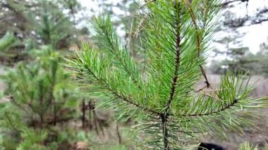 Genç çam ağaçları sık sık kuru ot ve iğnelerle çevrili bir ormanda yetişir. Kozalak rejenerasyonunu, zengin dokuları ve karışık yaş ormanlık yaşam alanını gösteren doğal bir sahne..
