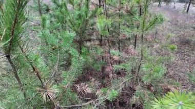 Genç çam ağaçları sık sık kuru ot ve iğnelerle çevrili bir ormanda yetişir. Kozalak rejenerasyonunu, zengin dokuları ve karışık yaş ormanlık yaşam alanını gösteren doğal bir sahne..