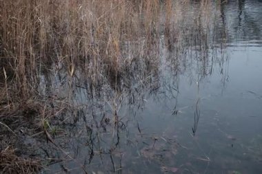 Yapraksız ağaçların ayna benzeri yansımalarıyla sakin bir göl ve sazlıklar ve uzak evlerle çevrili bulutlu gökyüzü. Doğal simetriyle huzurlu kış manzarası.