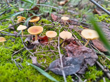 Yosunlu orman zemininde dal ve yapraklarla büyüyen küçük sarı mantar kümesi. Doğal orman mantarı sahnesi, ekoloji ve doğa temaları için ideal..