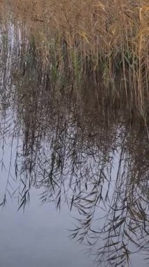 Yapraksız ağaçların ayna benzeri yansımalarıyla sakin bir göl ve sazlıklar ve uzak evlerle çevrili bulutlu gökyüzü. Doğal simetriyle huzurlu kış manzarası.