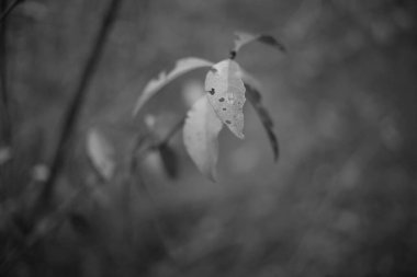 Siyah ve beyaz tek renkli doğa fotoğrafları. Taklit siyah beyaz film. Filmde doğa fotoğrafçılığı.