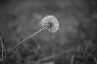Siyah ve beyaz tek renkli doğa fotoğrafları. Taklit siyah beyaz film. Filmde doğa fotoğrafçılığı.
