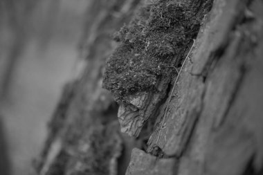 Siyah ve beyaz tek renkli doğa fotoğrafları. Taklit siyah beyaz film. Filmde doğa fotoğrafçılığı.