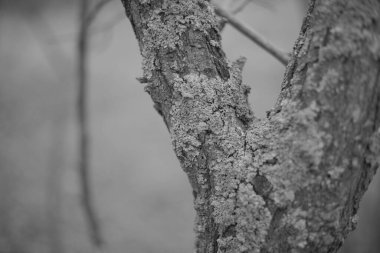 Siyah ve beyaz tek renkli doğa fotoğrafları. Taklit siyah beyaz film. Filmde doğa fotoğrafçılığı.