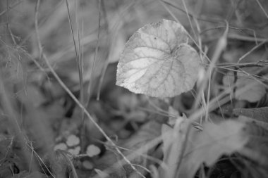 Siyah ve beyaz tek renkli doğa fotoğrafları. Taklit siyah beyaz film. Filmde doğa fotoğrafçılığı.