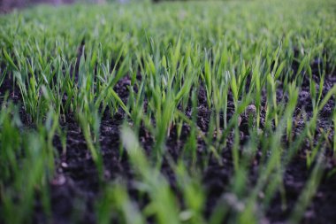 Koyu topraktan taze yeşil filizler yükseliyor. Yeni büyümenin canlı bir sembolü, doğal yenilenme ve ilk bahar bitkilerinin zemin seviyesinde ele geçirilmesi.. 