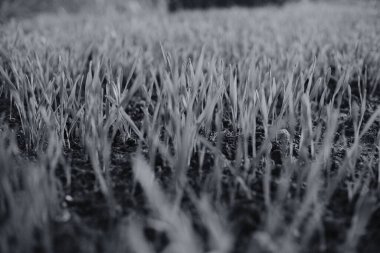 Koyu topraktan taze yeşil filizler yükseliyor. Yeni büyümenin canlı bir sembolü, doğal yenilenme ve ilk bahar bitkilerinin zemin seviyesinde ele geçirilmesi.. 