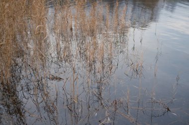 Yüzeye yansıyan berrak sığ su, sualtı bitkileri ve altın sazlıklar ile sakin göl manzarası. Huzurlu doğal doku, sakin bir sulak arazinin sakin atmosferini yakalıyor..