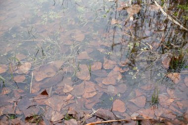 Kahverengi sonbahar yaprakları, çimenler ve küçük bitkilerle kaplı sığ su. Sakin bir su birikintisi veya sulak alanda mevsimsel bozulmaları, yansımaları ve dokuları gösteren doğal bir yakın çekim sahnesi..