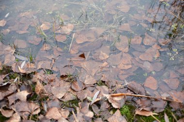 Kahverengi sonbahar yaprakları, çimenler ve küçük bitkilerle kaplı sığ su. Sakin bir su birikintisi veya sulak alanda mevsimsel bozulmaları, yansımaları ve dokuları gösteren doğal bir yakın çekim sahnesi..