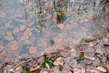 Kahverengi sonbahar yaprakları, çimenler ve küçük bitkilerle kaplı sığ su. Sakin bir su birikintisi veya sulak alanda mevsimsel bozulmaları, yansımaları ve dokuları gösteren doğal bir yakın çekim sahnesi..
