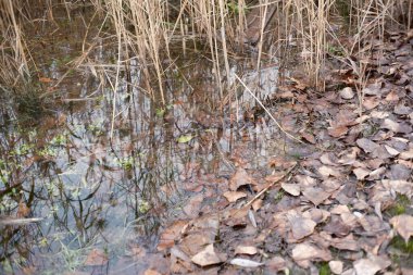 Kahverengi sonbahar yaprakları, çimenler ve küçük bitkilerle kaplı sığ su. Sakin bir su birikintisi veya sulak alanda mevsimsel bozulmaları, yansımaları ve dokuları gösteren doğal bir yakın çekim sahnesi..